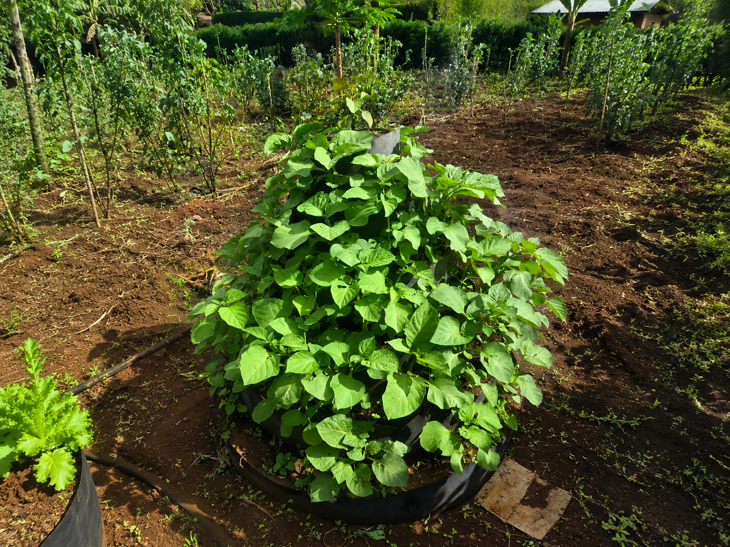 Multistorey garden installation